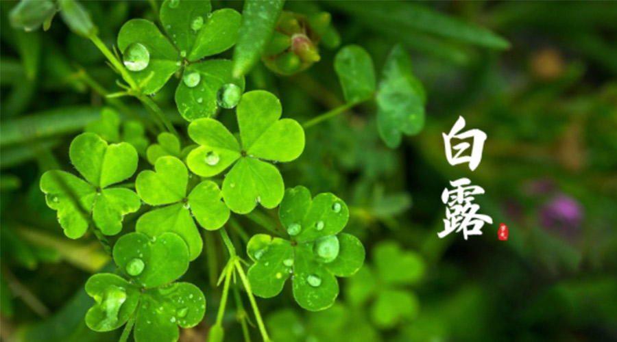 白露時(shí)節！ 金環(huán)電器提醒大家要注意這些事項